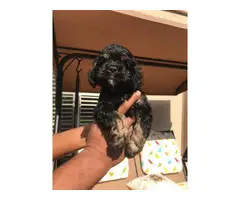 Black And Tan Cocker Spaniel Puppies for Sale - 7