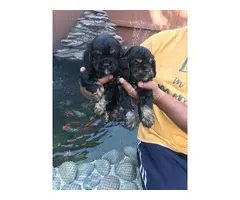 Black And Tan Cocker Spaniel Puppies for Sale - 8