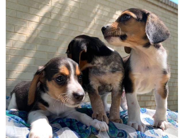 UKC Males and Females Pocket Beagles Fort Worth - Puppies for Sale Near Me