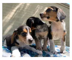 UKC Males and Females Pocket Beagles