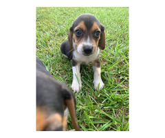 ukc beagles males