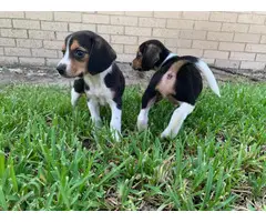 UKC Males and Females Pocket Beagles - 6