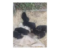 3 females 4 males rottweiler puppy available