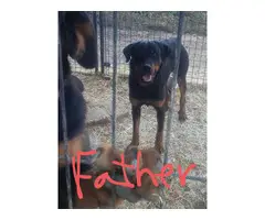 3 females 4 males rottweiler puppy available - 3