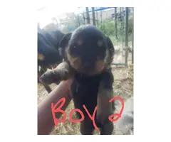 3 females 4 males rottweiler puppy available - 5