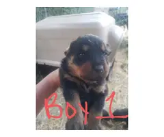 3 females 4 males rottweiler puppy available - 6