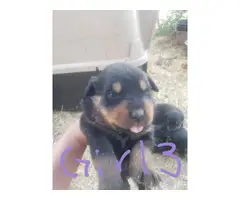 3 females 4 males rottweiler puppy available - 7