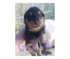 3 females 4 males rottweiler puppy available - 8