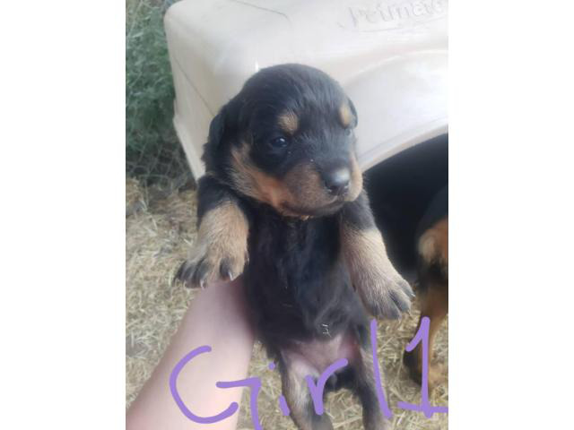 3 females 4 males rottweiler puppy available Clovis