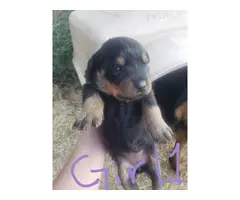 3 females 4 males rottweiler puppy available - 9