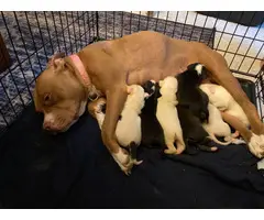 3 Pit bull puppy available - 2