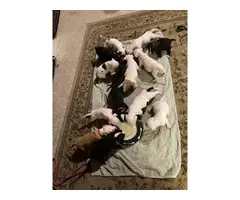 3 Pit bull puppy available - 4