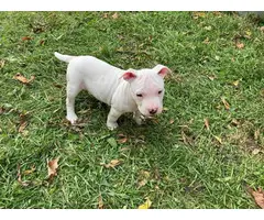 3 Pit bull puppy available - 5