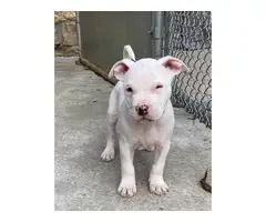 3 Pit bull puppy available - 6