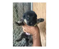 Four AKC German Shepherd puppies for Sale