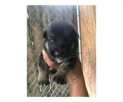Four AKC German Shepherd puppies for Sale - 2