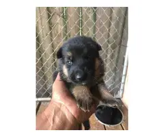 Four AKC German Shepherd puppies for Sale - 3