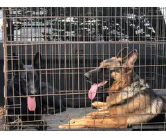Four AKC German Shepherd puppies for Sale - 5
