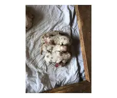 Rehoming six Brittany puppy - 2