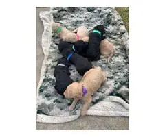 6 males and 2 females labradoodles