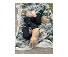 6 males and 2 females labradoodles - 2