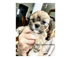 7 beautiful Lhasa Apso puppies available - 2