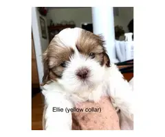 7 beautiful Lhasa Apso puppies available - 3