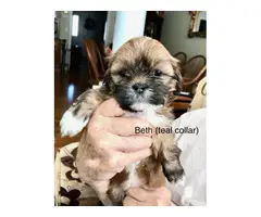 7 beautiful Lhasa Apso puppies available - 4