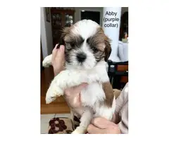7 beautiful Lhasa Apso puppies available - 5