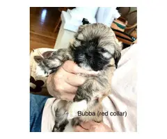 7 beautiful Lhasa Apso puppies available - 6