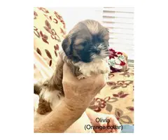 7 beautiful Lhasa Apso puppies available - 7