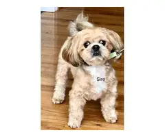 7 beautiful Lhasa Apso puppies available - 9