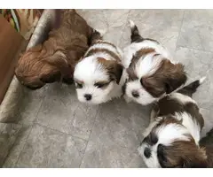 7 beautiful Lhasa Apso puppies available - 10