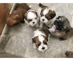 7 beautiful Lhasa Apso puppies available - 11