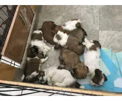 7 beautiful Lhasa Apso puppies available - 12