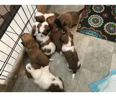 7 beautiful Lhasa Apso puppies available - 13