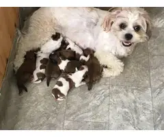 7 beautiful Lhasa Apso puppies available - 14