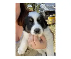 Three Male Border collie puppies ready to go - 2