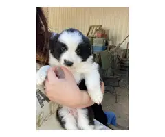 Three Male Border collie puppies ready to go - 3