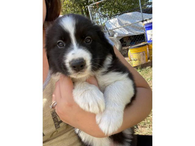 Three Male Border collie puppies ready to go in Carbondale