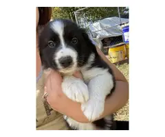 Three Male Border collie puppies ready to go - 4