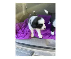 Three Male Border collie puppies ready to go - 5