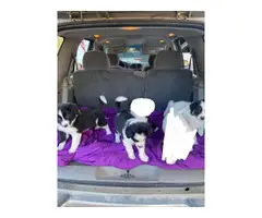 Three Male Border collie puppies ready to go - 6