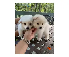 4 Adorable Pomeranians for Sale