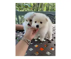 4 Adorable Pomeranians for Sale - 2