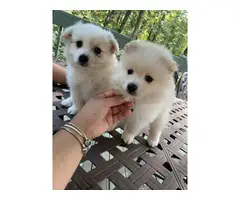 4 Adorable Pomeranians for Sale - 3