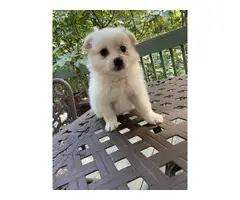 4 Adorable Pomeranians for Sale - 4
