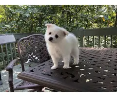 4 Adorable Pomeranians for Sale - 5