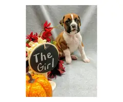 Registered boxer puppies for sale