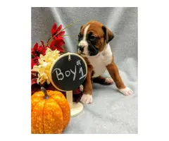 Registered boxer puppies for sale - 2